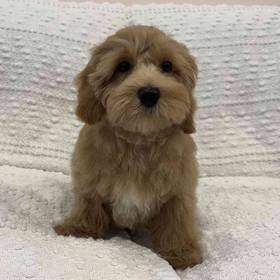 Maltipoo