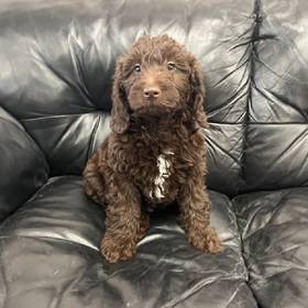Mini Labradoodle