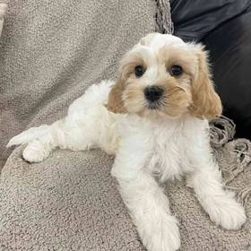 Cavachon