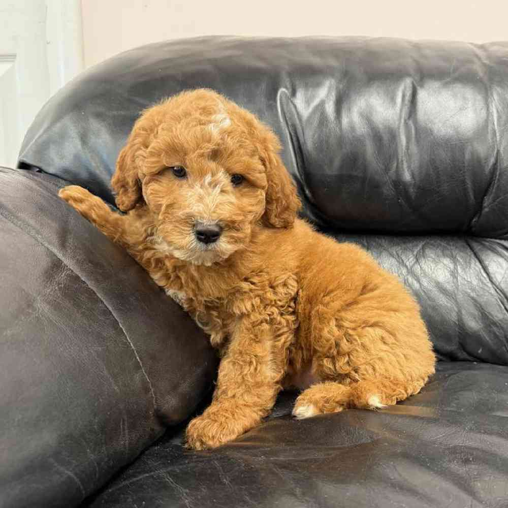 Image of a pet breed in the gallery
