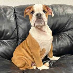 Victorian Bulldog