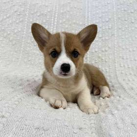 Pembroke Welsh Corgi