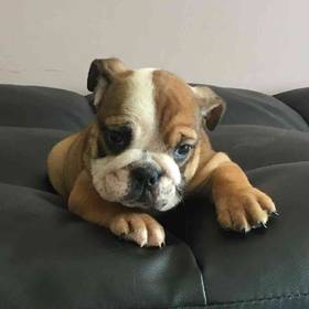 English Bulldog