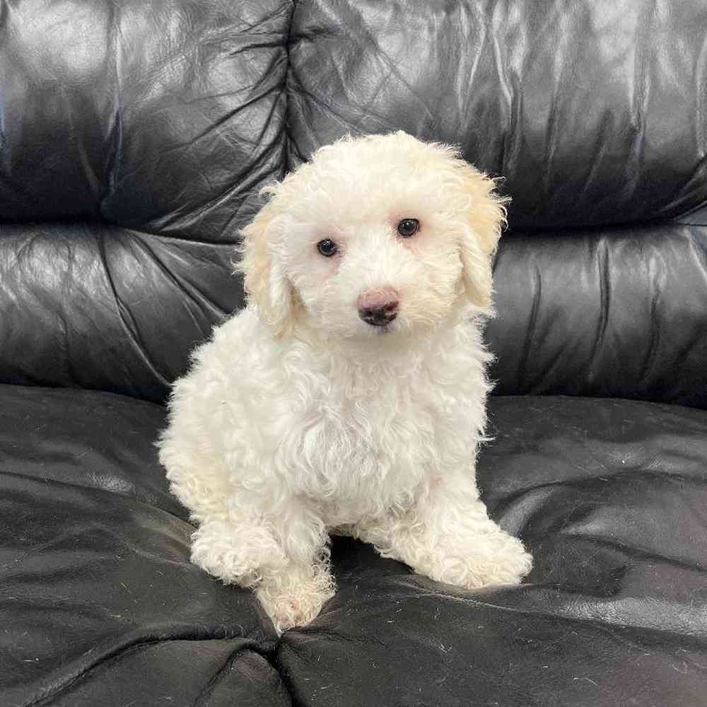 Bichon poodle breeders cheap