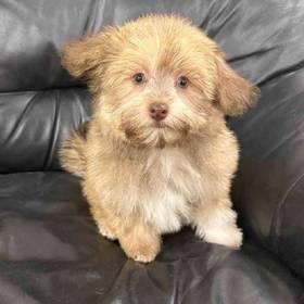 Havanese