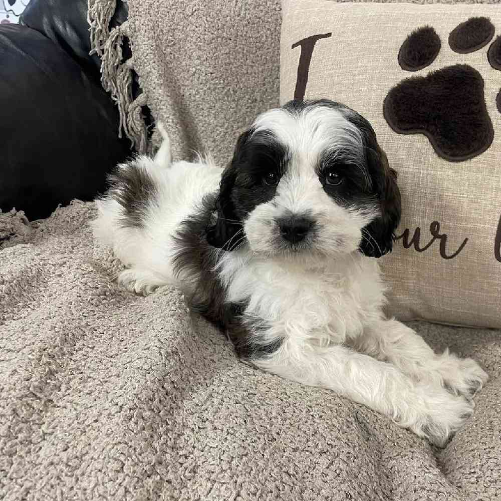 Image of a pet breed in the gallery