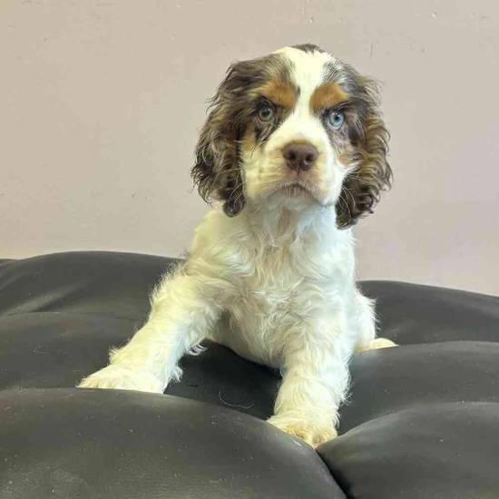 Cocker Spaniel