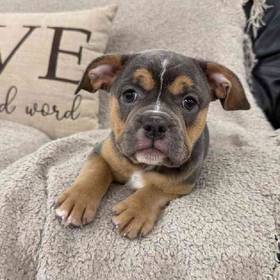 Bulldog Mix