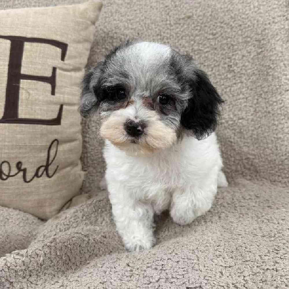 Image of a pet breed in the gallery