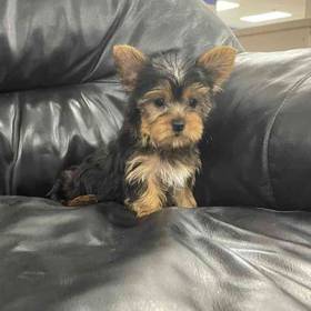Yorkie