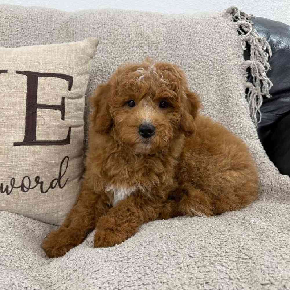 carousel pet images