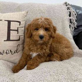 Mini Goldendoodle