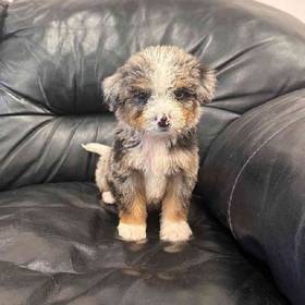 Mini  Bernedoodle
