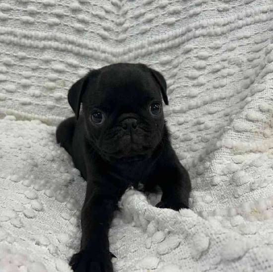 Pug