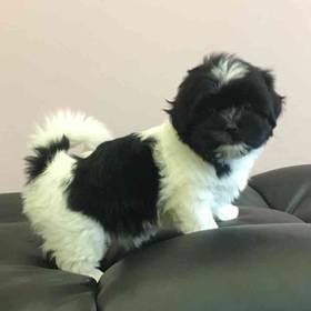 Maltese-Shih Tzu Mix