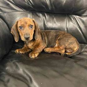 Dachshund