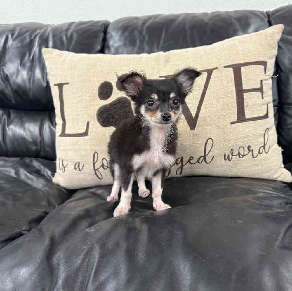 carousel pet images