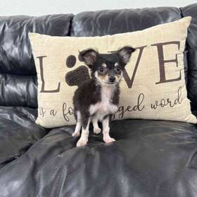 Chihuahua