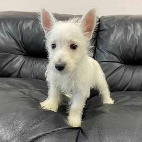 West Highland White Terrier