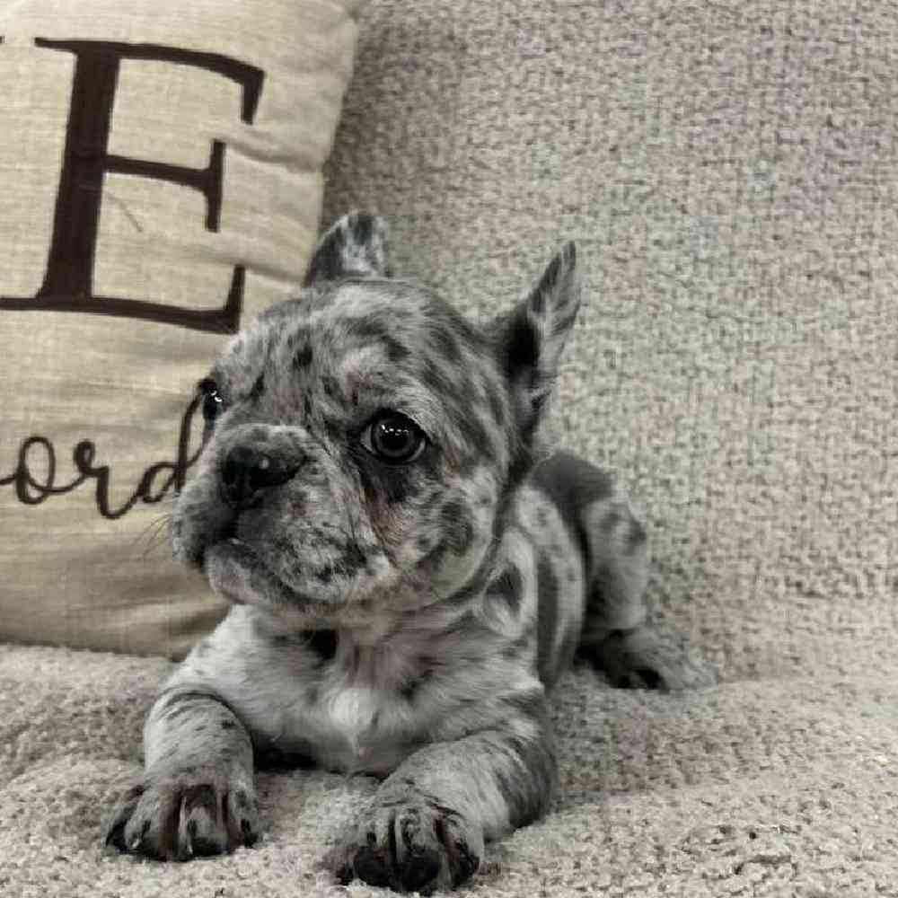 carousel pet images
