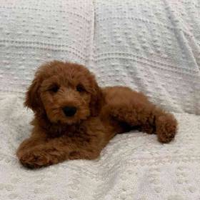 Mini Goldendoodle