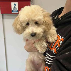 Bichon-Poo