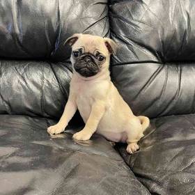 Pug