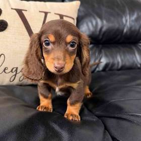 Dachshund