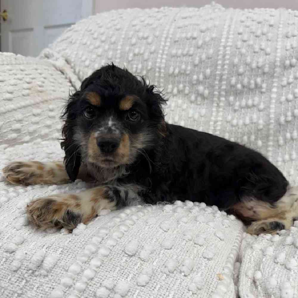 carousel pet images