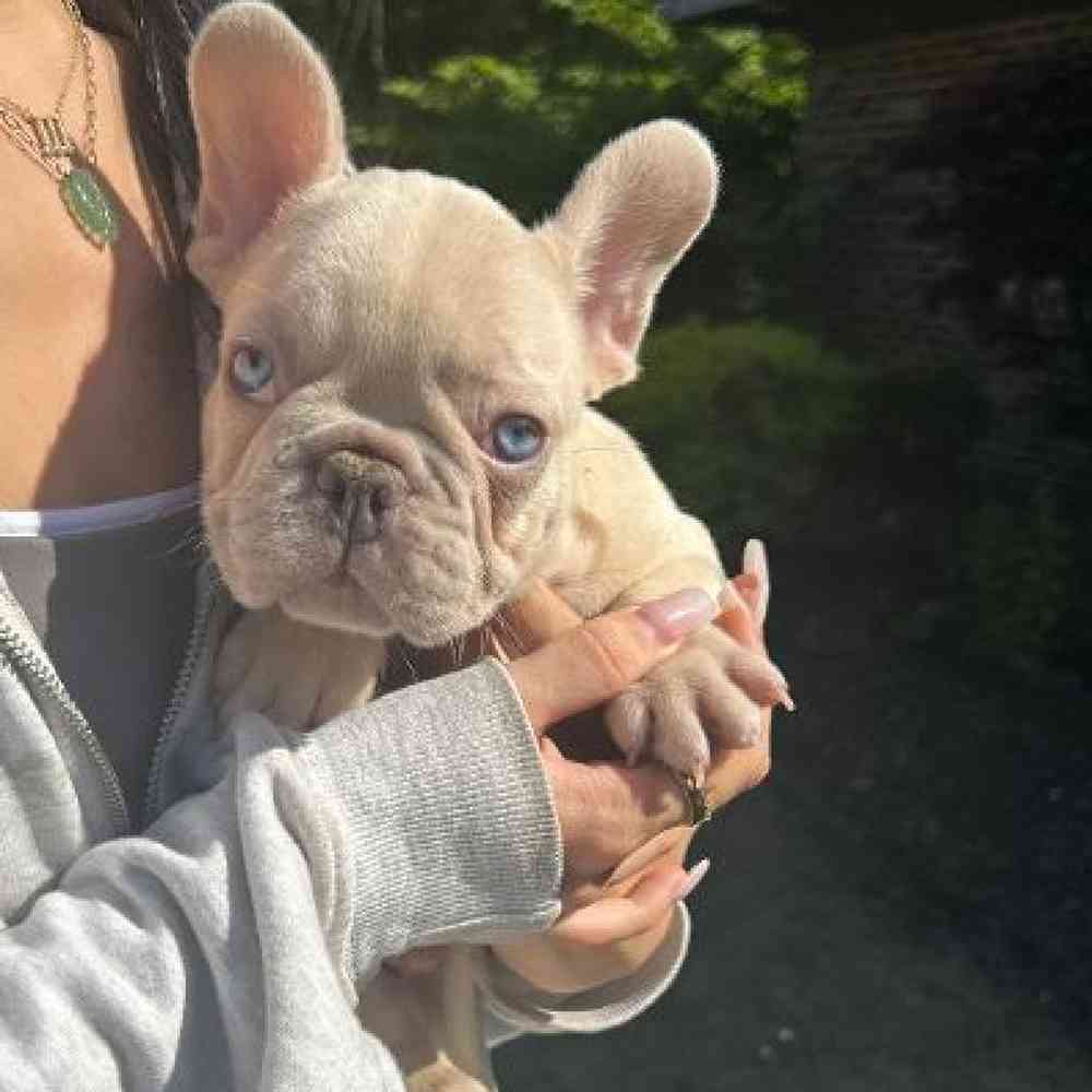 carousel pet images