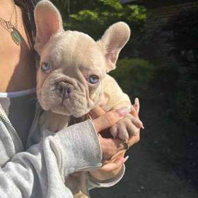French Bulldog
