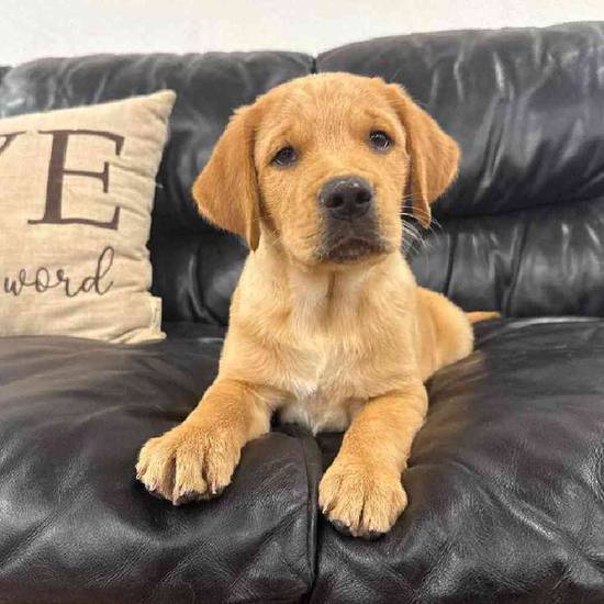 Golden Retriever Mix