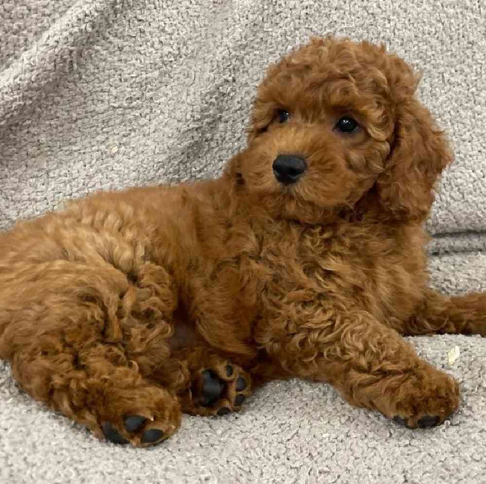 carousel pet images
