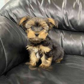 Yorkie