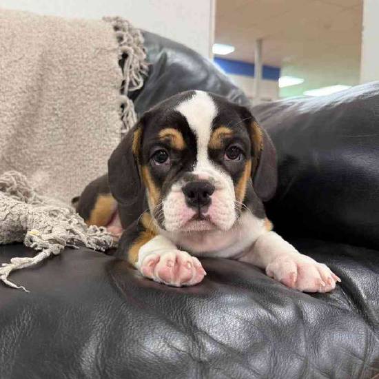 Bulldog Mix