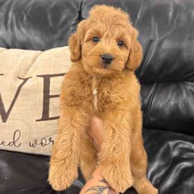 Mini Goldendoodle