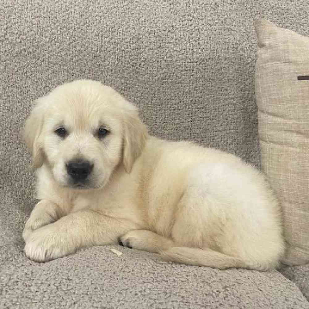 Image of a pet breed in the gallery
