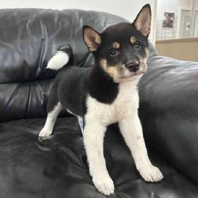 Shiba Inu