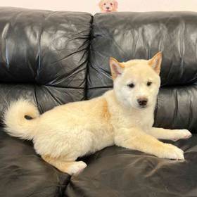 Shiba Inu