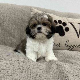 Shih Tzu