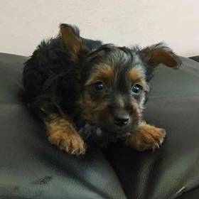 Silky Terrier