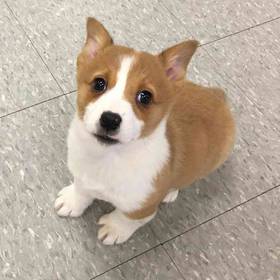 Pembroke Welsh Corgi