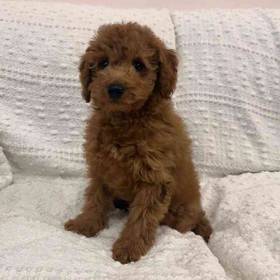 Mini Goldendoodle