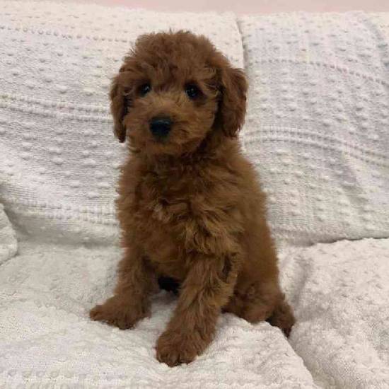 Mini Goldendoodle
