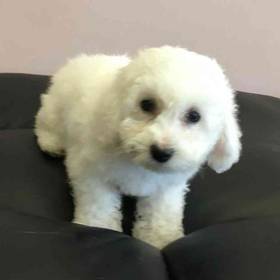 Bichon