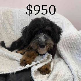 Bernedoodle Mix