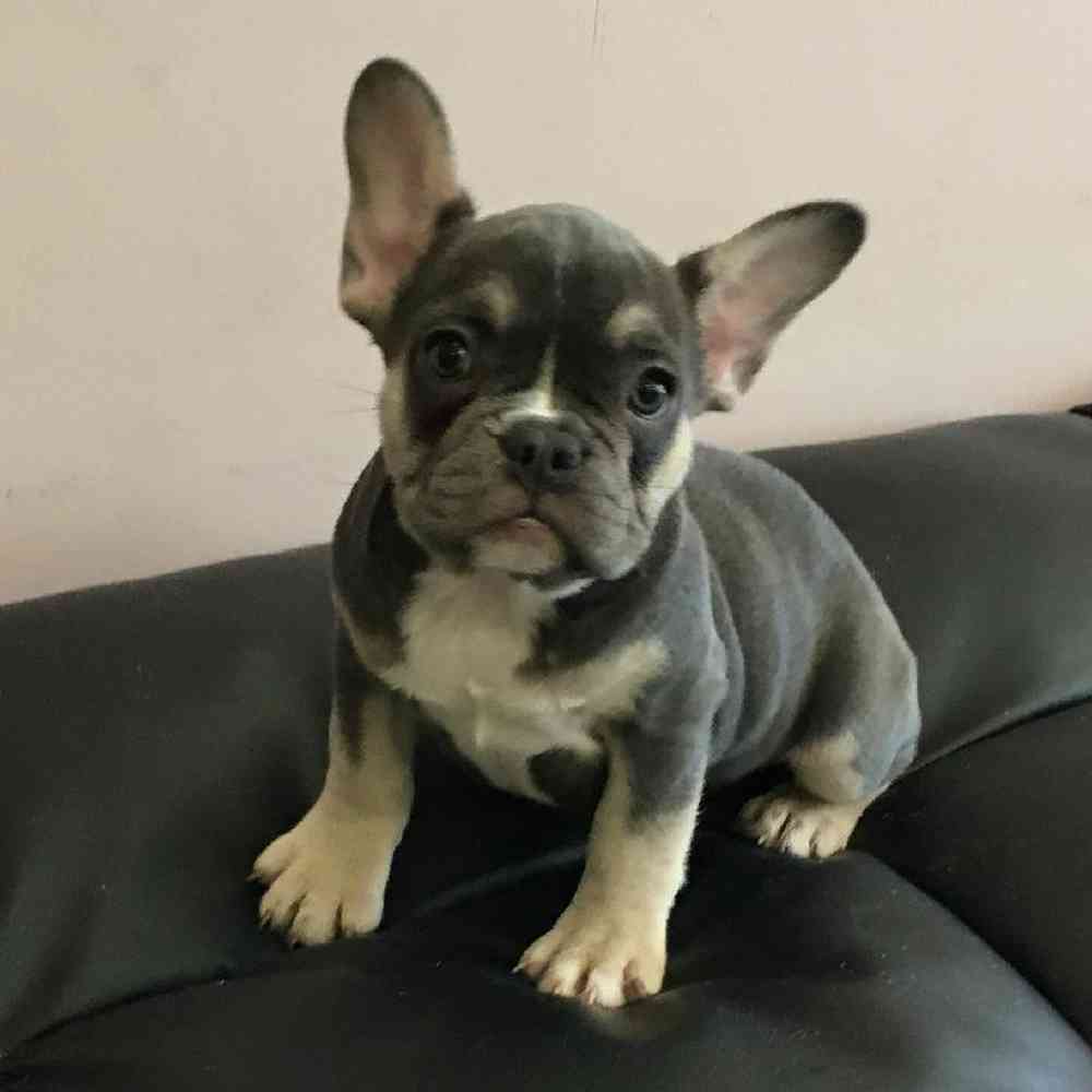 French Bulldog Puppy for sale The Perfect Puppy Plainville MA