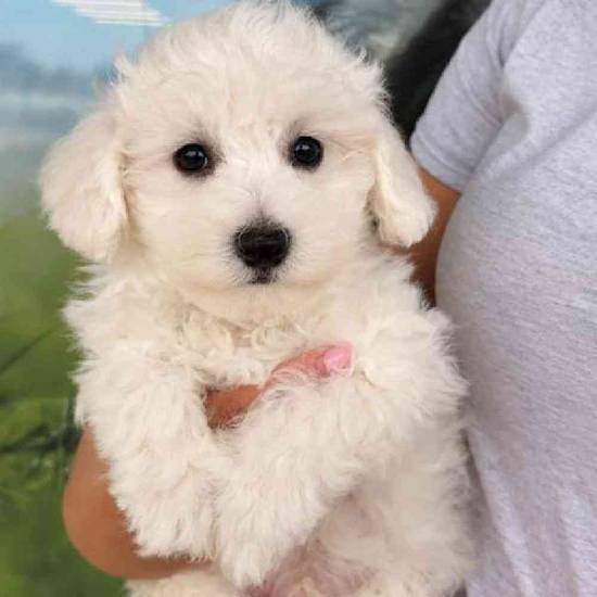 Bichon