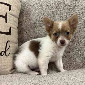 Chihuahua