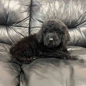 Mini Goldendoodle